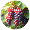 grape flavour sports supplement manufacturing